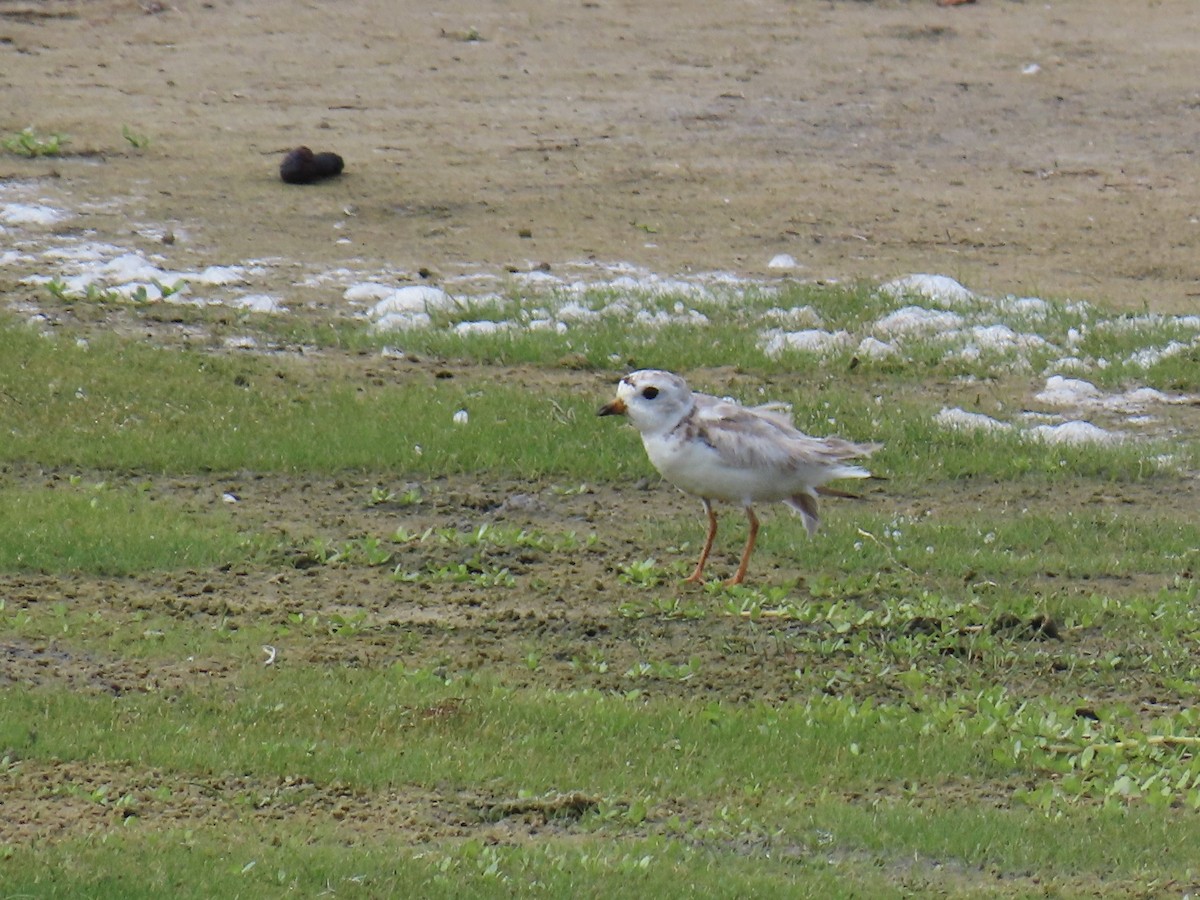 Piping Plover - ML621210063
