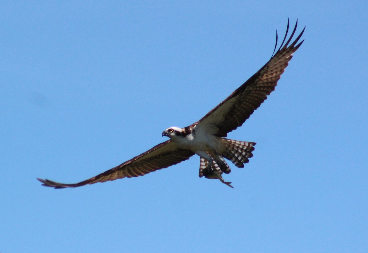 Osprey - Maria Morelli