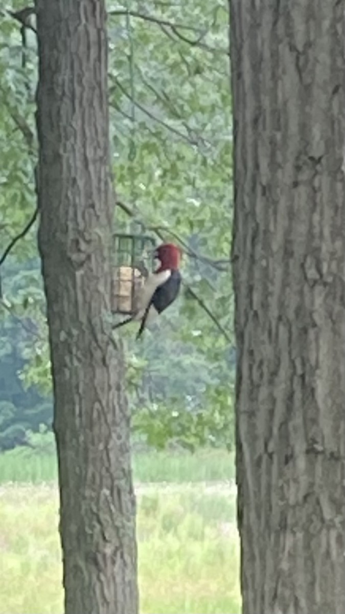 Red-headed Woodpecker - ML621210167