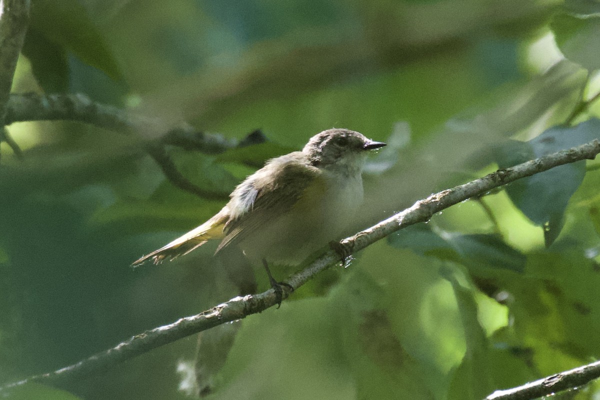 Rotschwanz-Waldsänger - ML621210171