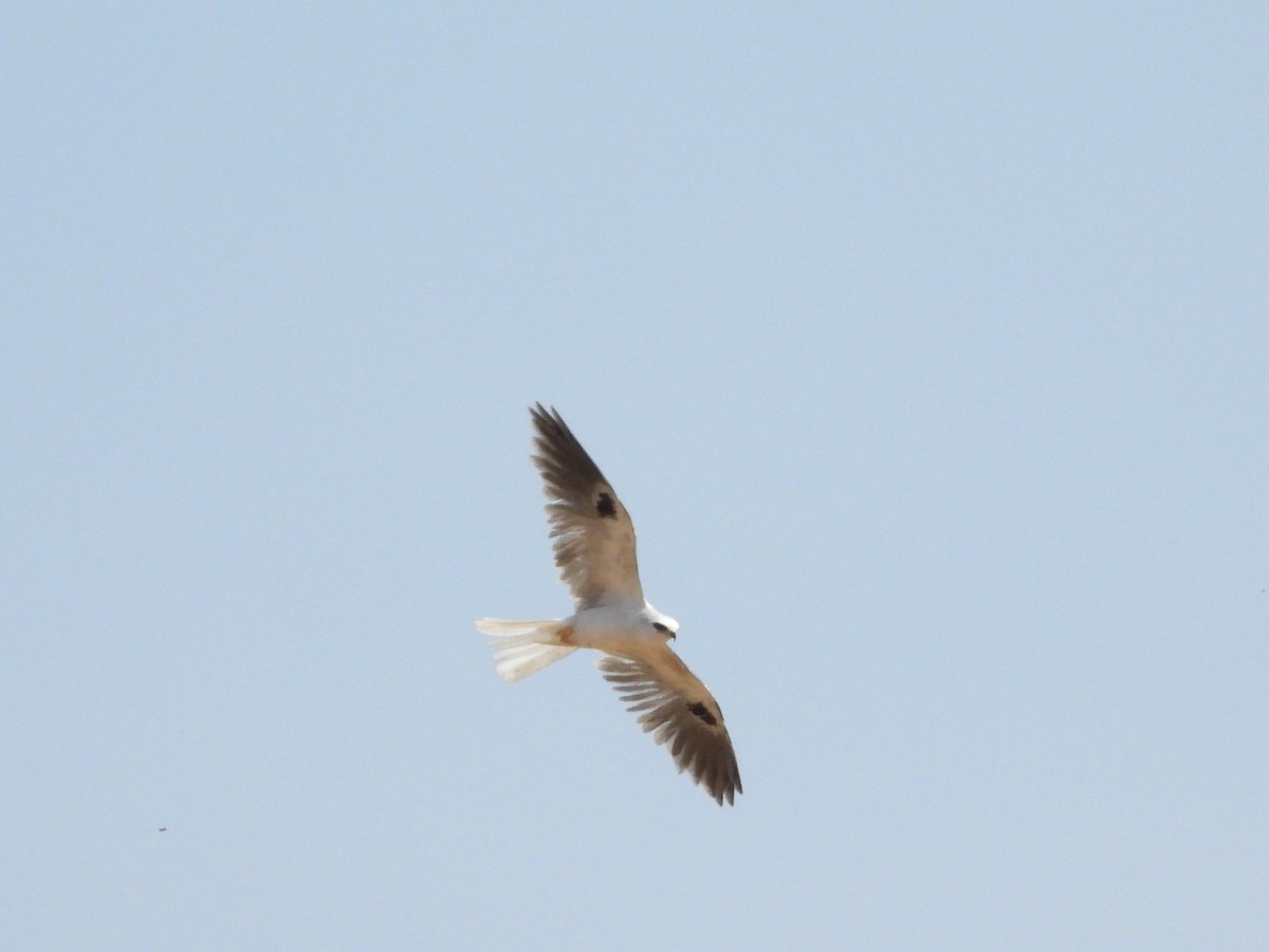 White-tailed Kite - ML621210186