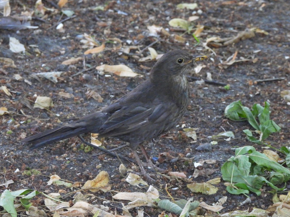 Eurasian Blackbird - ML621210206