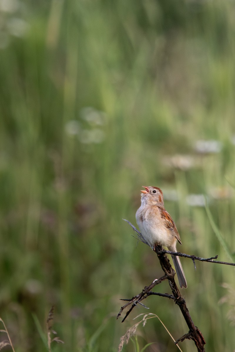 Field Sparrow - ML621210263