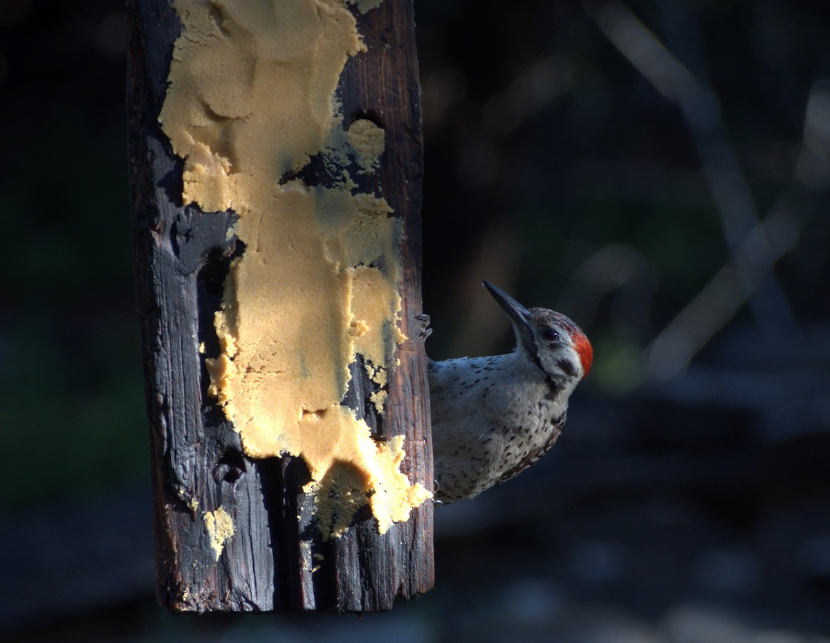 Ladder-backed Woodpecker - ML621210271