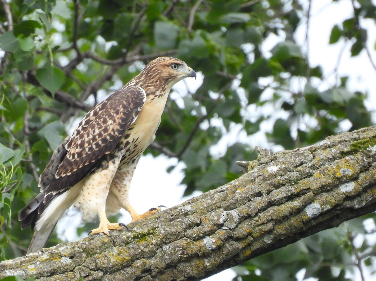 Red-tailed Hawk - ML621210289