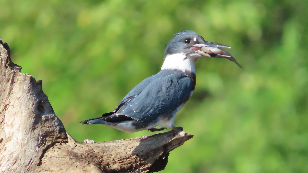 Belted Kingfisher - ML621210302
