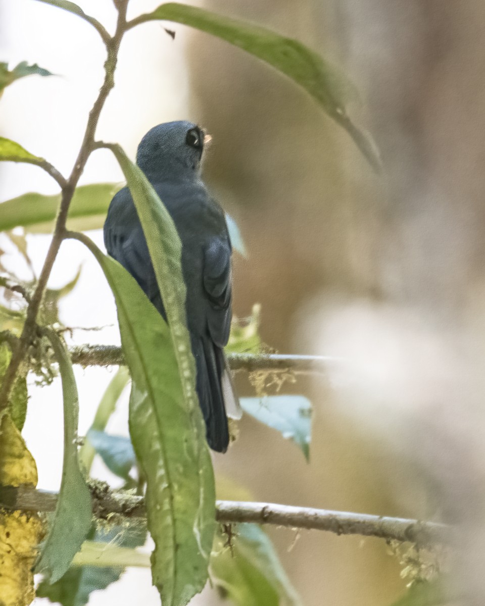 Black-faced Solitaire - ML621210304