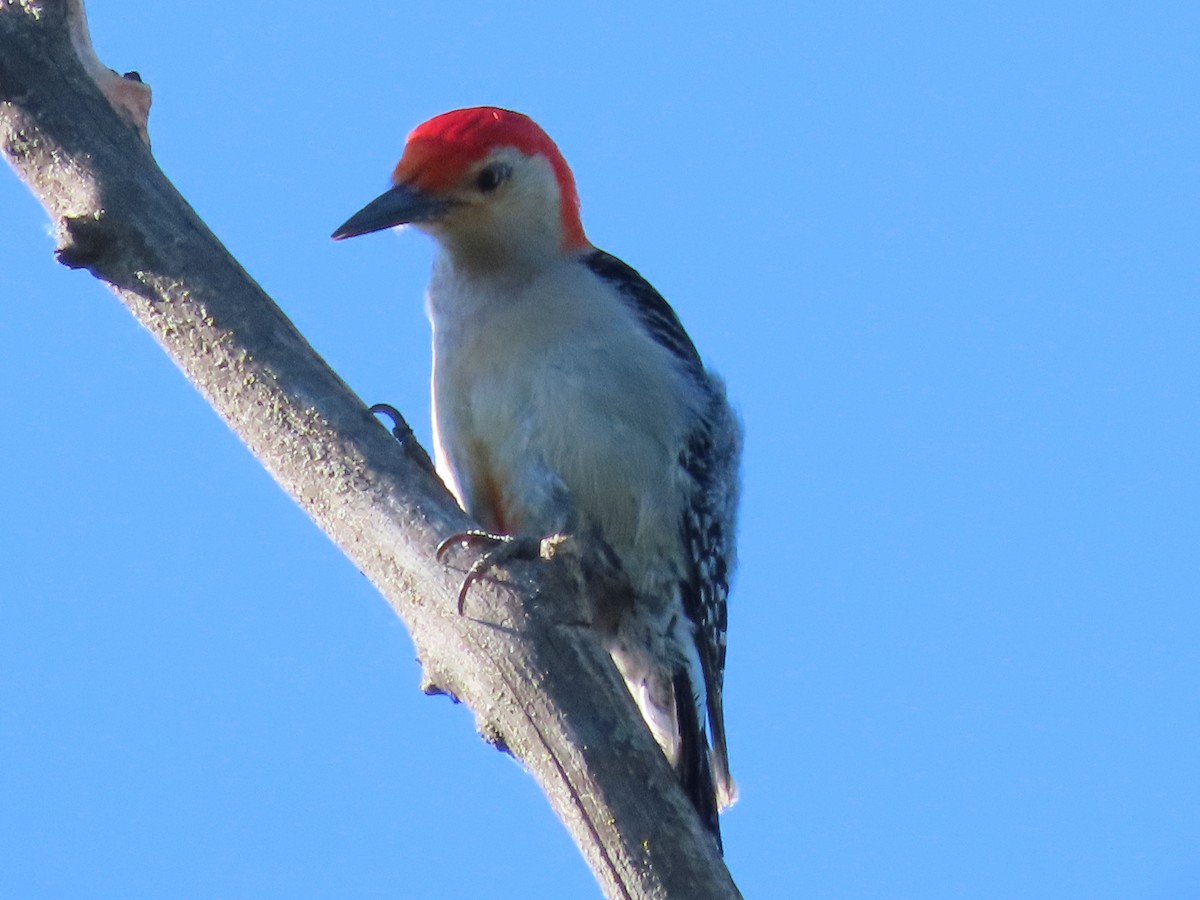 Red-bellied Woodpecker - ML621210312