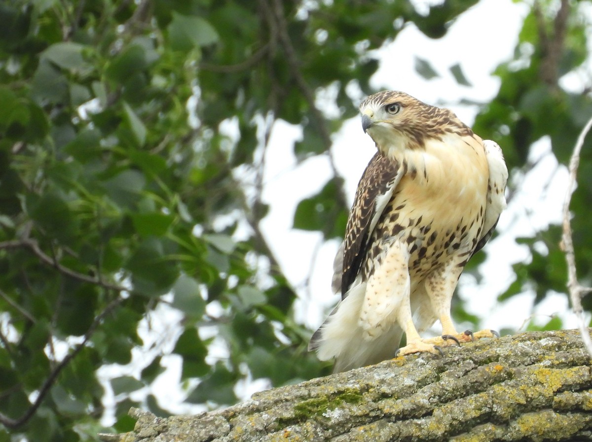 Red-tailed Hawk - ML621210313