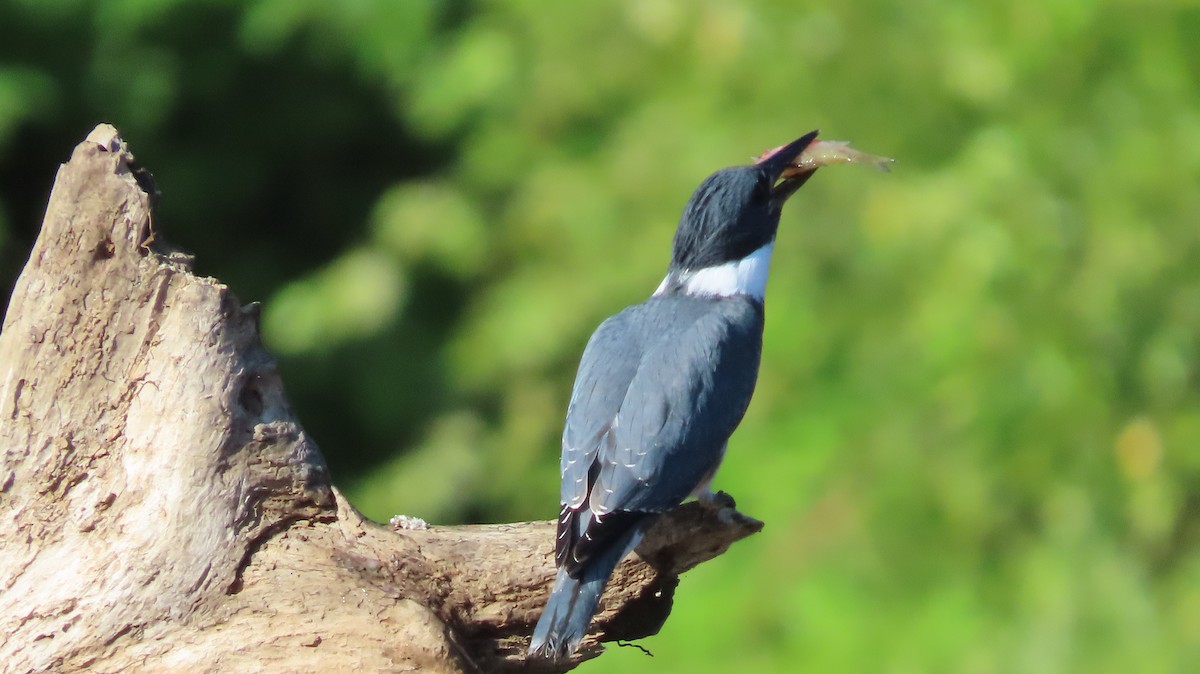 Belted Kingfisher - ML621210317