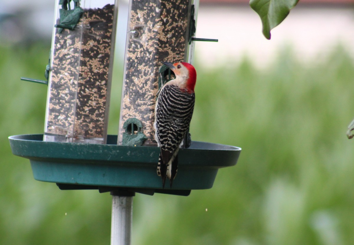 Red-bellied Woodpecker - Maria Morelli