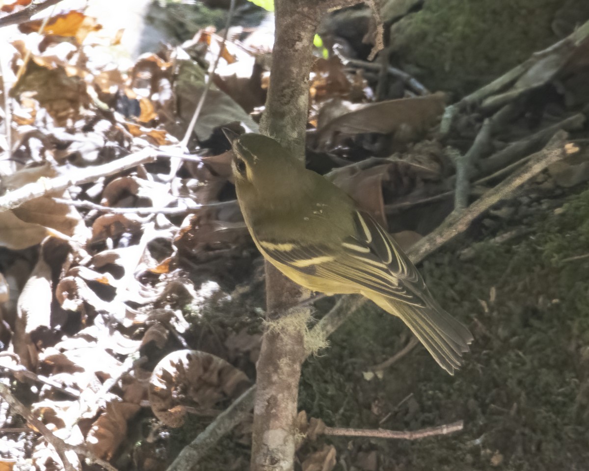 Yellow-winged Vireo - ML621210372