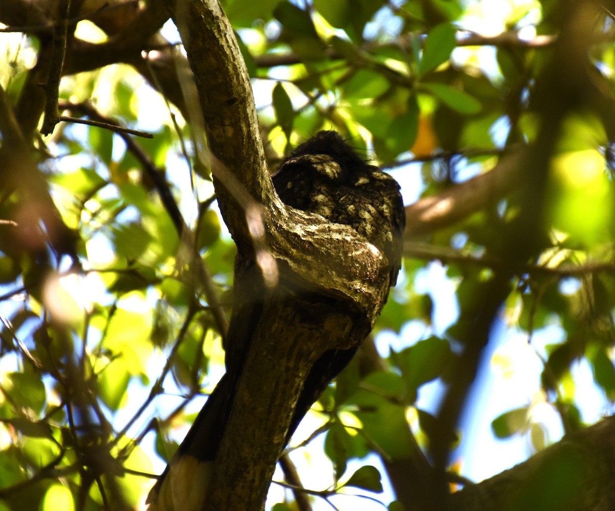 Cuban Nightjar - ML621210374