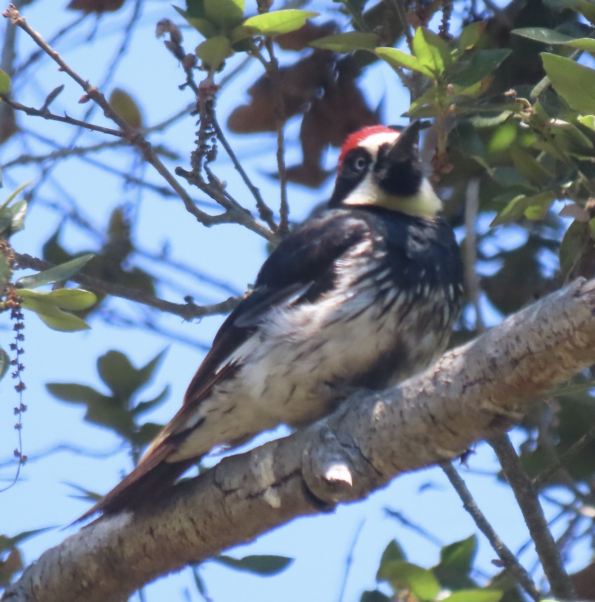Acorn Woodpecker - ML621210400