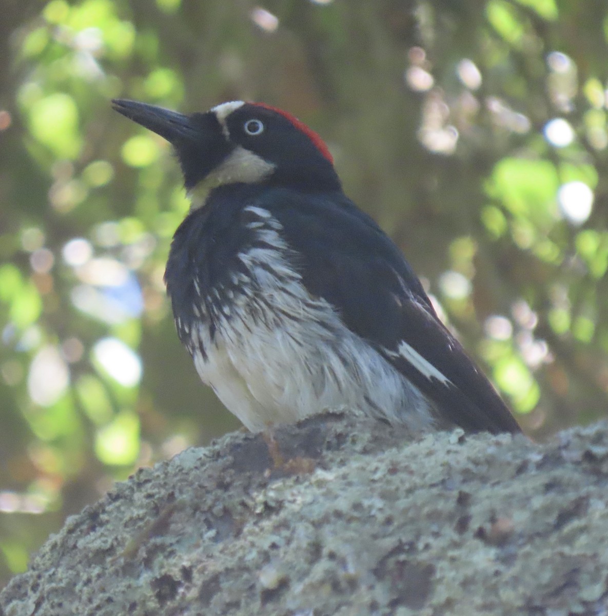 Acorn Woodpecker - ML621210402