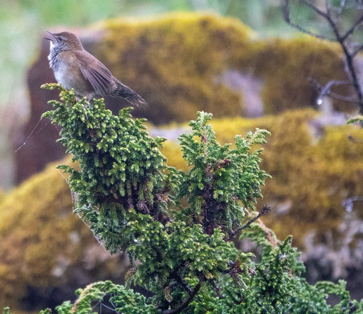 Spotted Bush Warbler - ML621210408