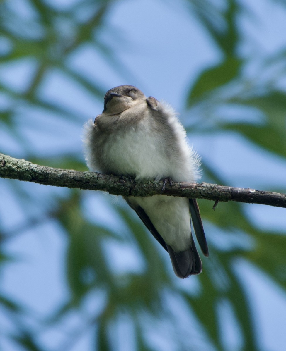 Northern Rough-winged Swallow - ML621210414