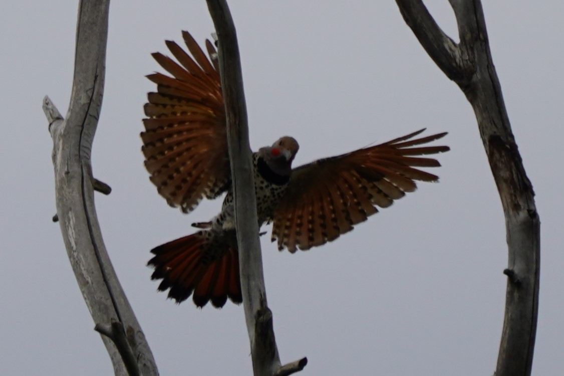 Northern Flicker - ML621210425