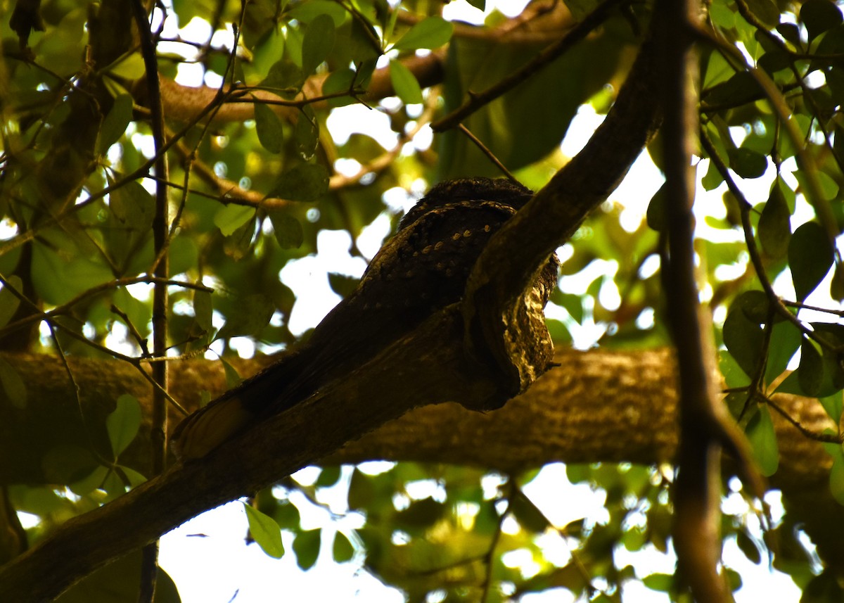 Cuban Nightjar - ML621210428