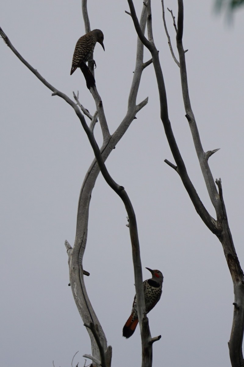 Northern Flicker - ML621210429