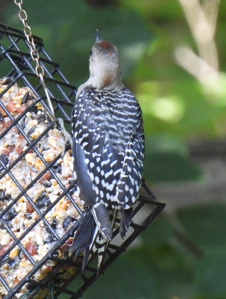 Red-bellied Woodpecker - ML621210478