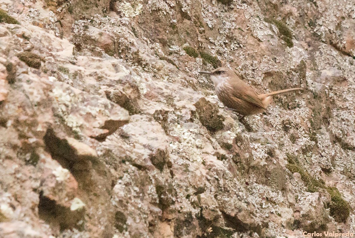 Straight-billed Earthcreeper - ML621210486