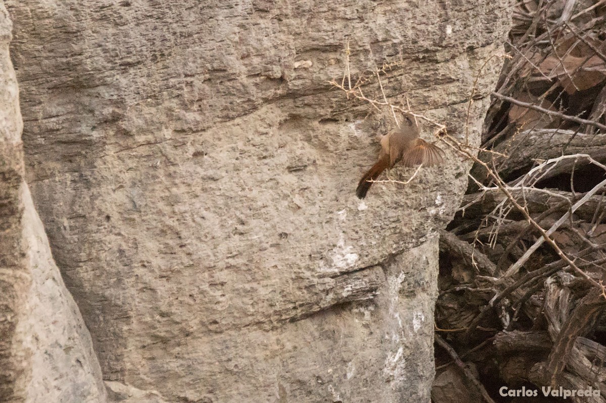 Straight-billed Earthcreeper - ML621210508