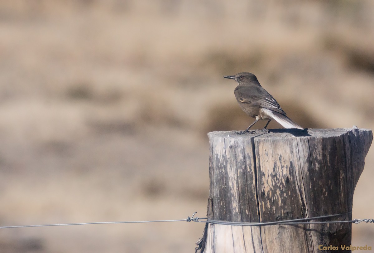 Black-billed Shrike-Tyrant - ML621210524