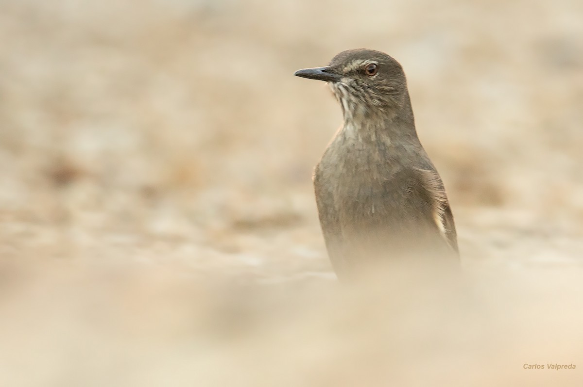 Black-billed Shrike-Tyrant - ML621210531