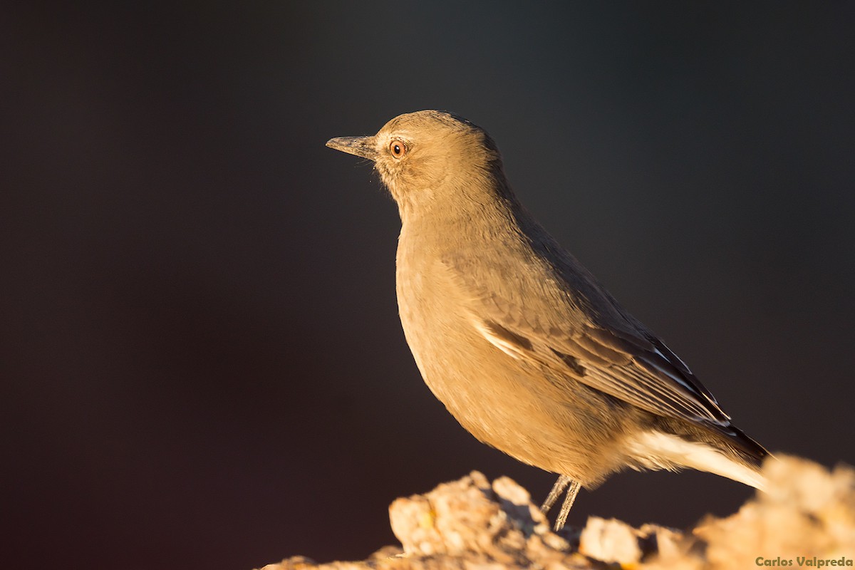 Black-billed Shrike-Tyrant - ML621210536