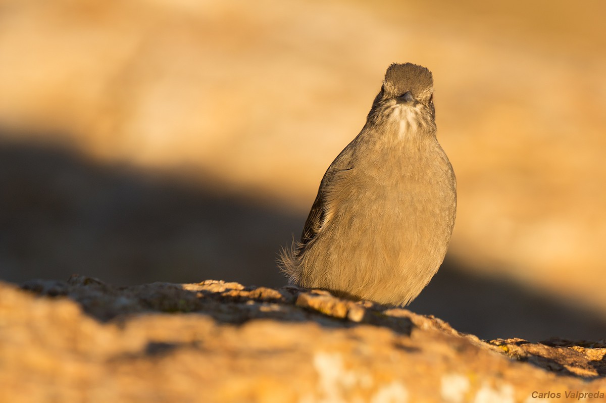 Black-billed Shrike-Tyrant - ML621210542