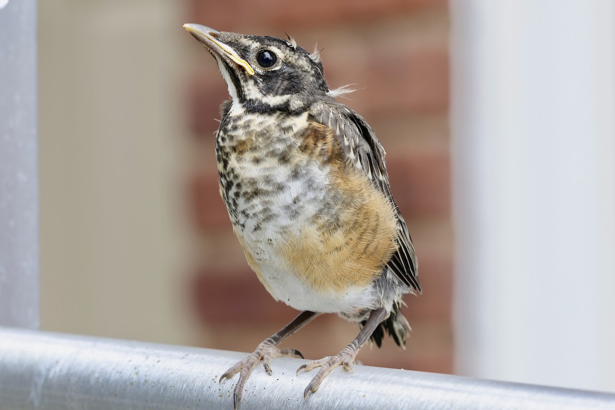 American Robin - ML621210546