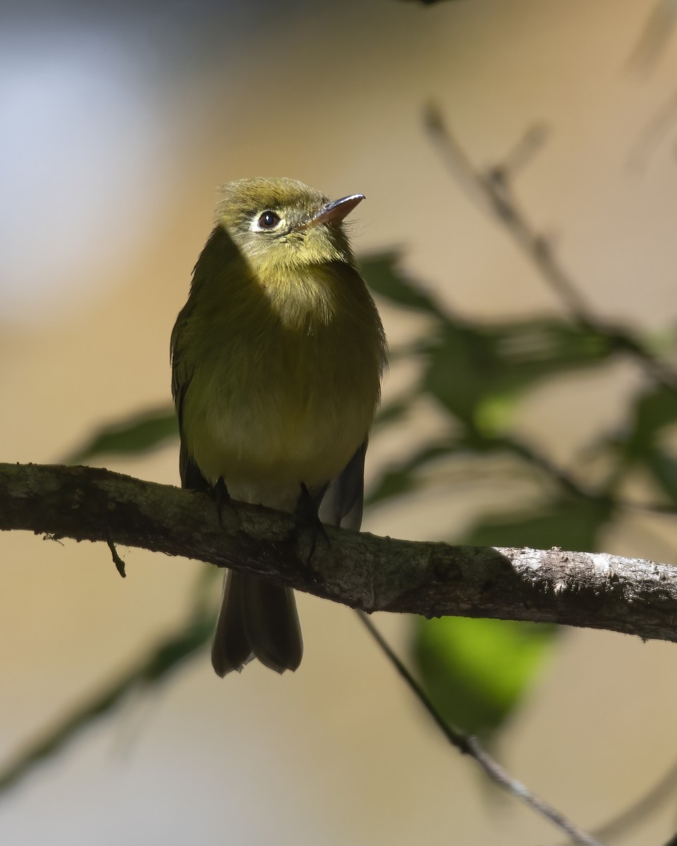 Yellowish Flycatcher - ML621210547