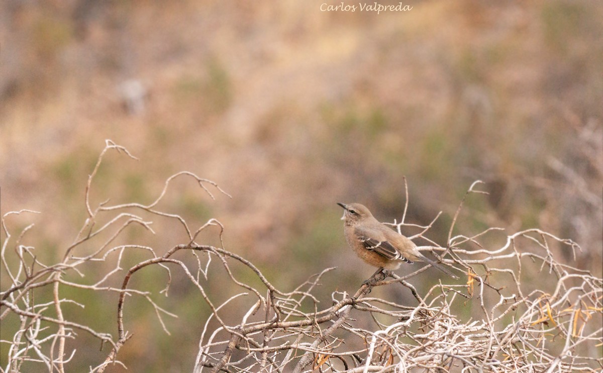 Patagonian Mockingbird - ML621210568