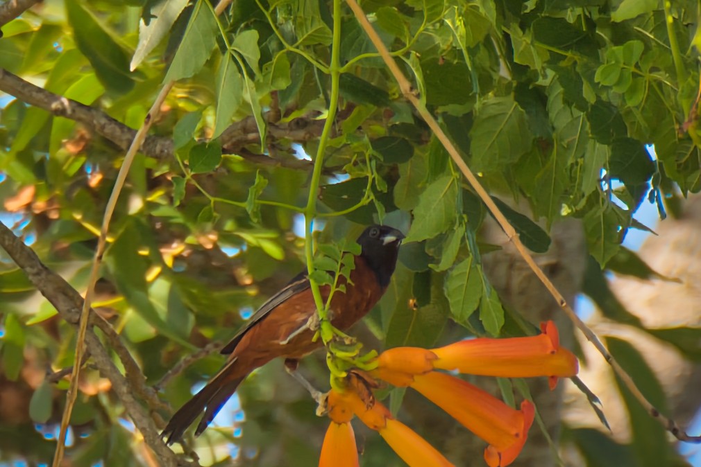 Orchard Oriole - ML621210595