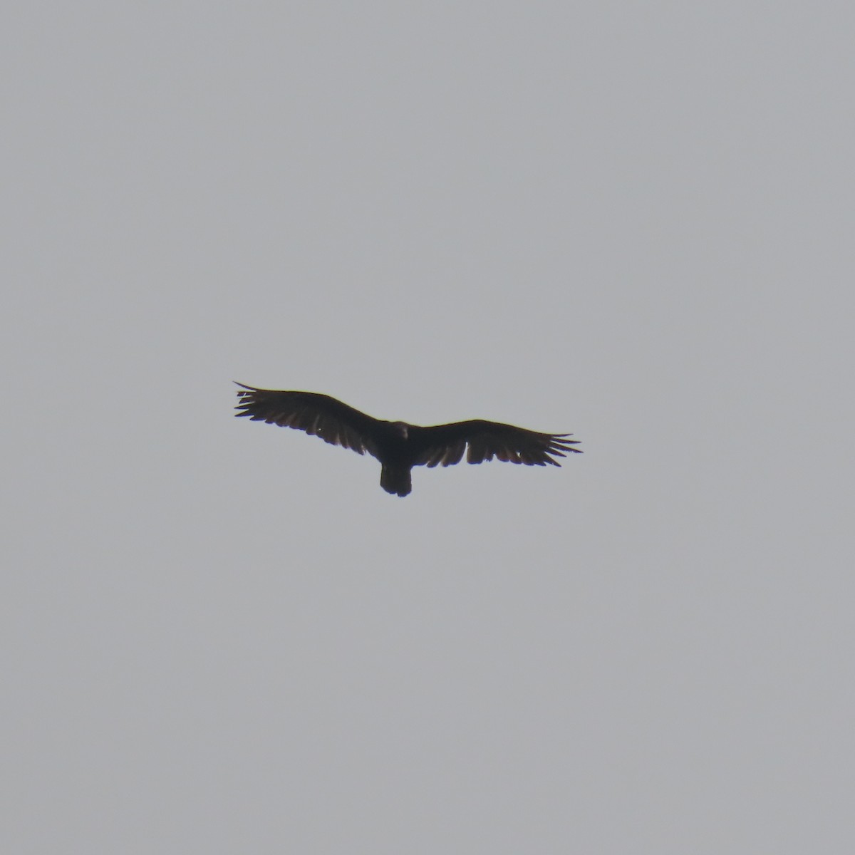 Turkey Vulture - ML621210596