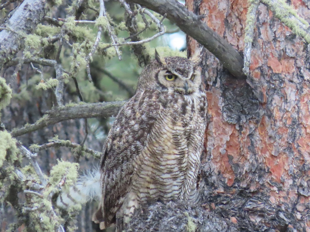 Great Horned Owl - ML621210615