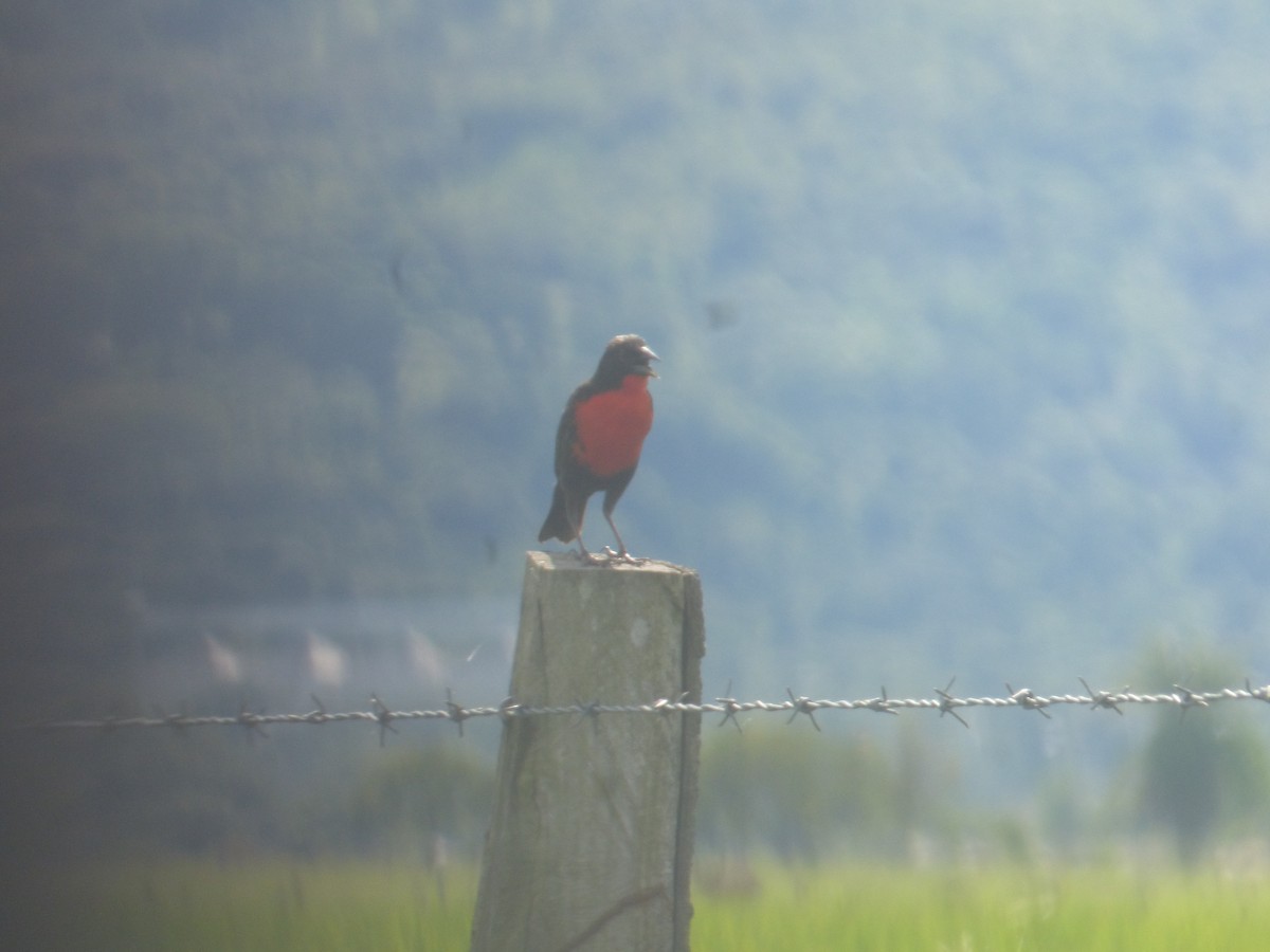 Red-breasted Meadowlark - ML621210616