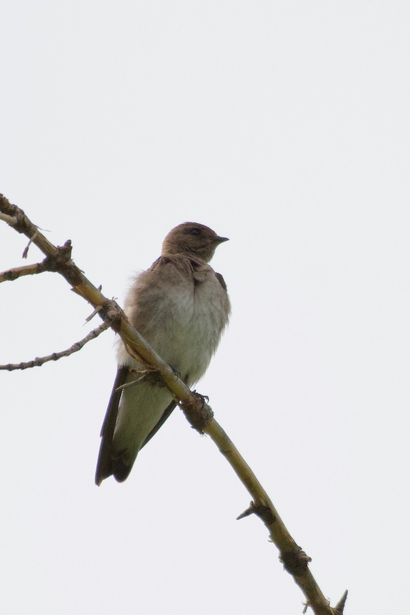 Northern Rough-winged Swallow - ML621210678