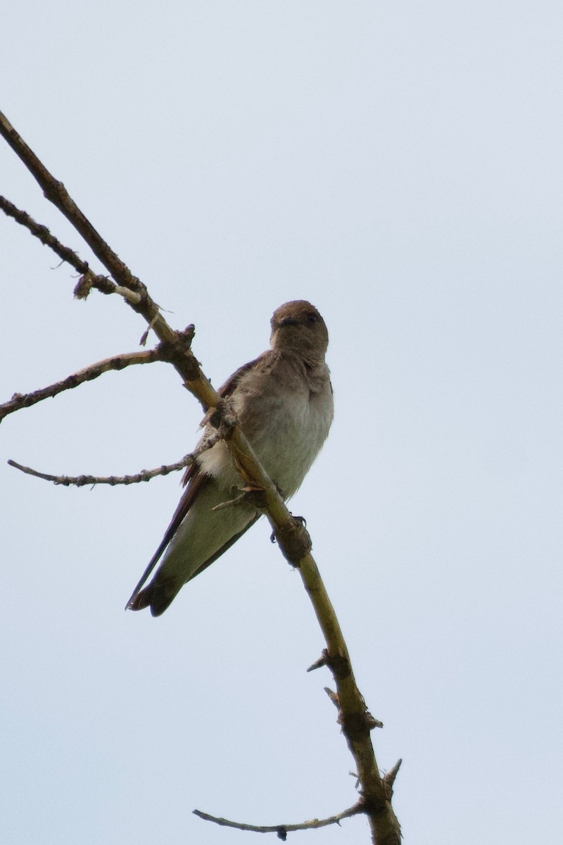 Northern Rough-winged Swallow - ML621210679