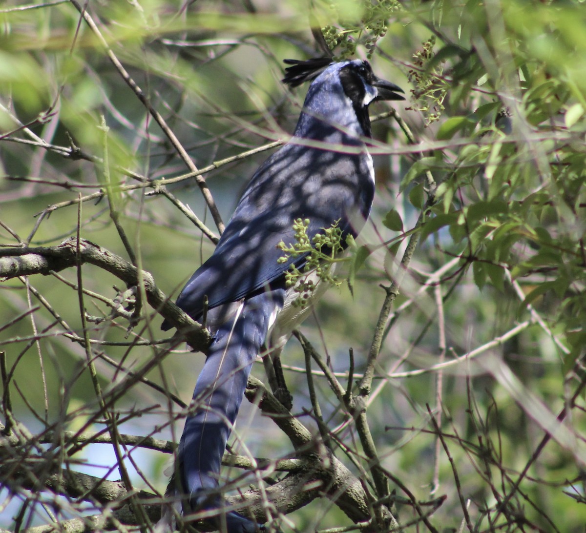 Black-throated Magpie-Jay - ML621210680
