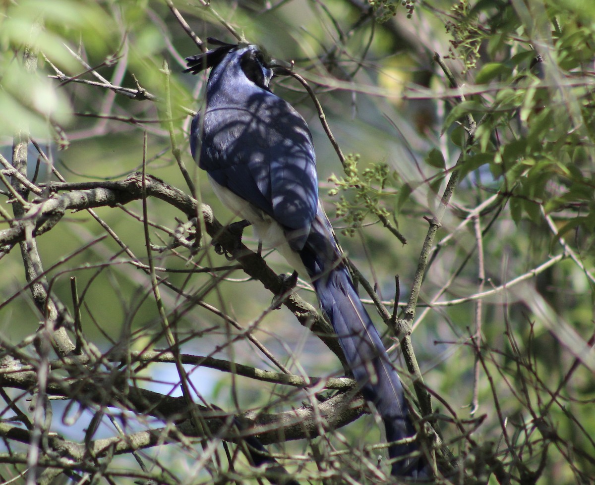 Black-throated Magpie-Jay - ML621210684
