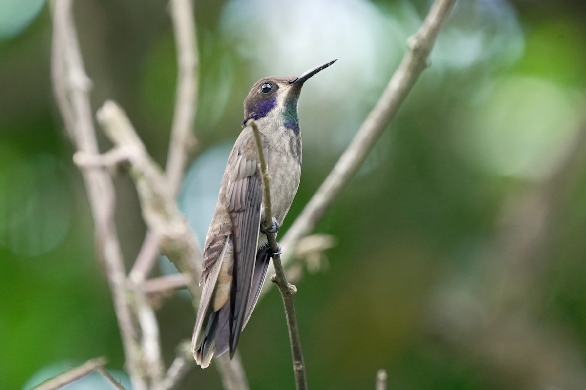 kolibřík fialovouchý - ML621210714