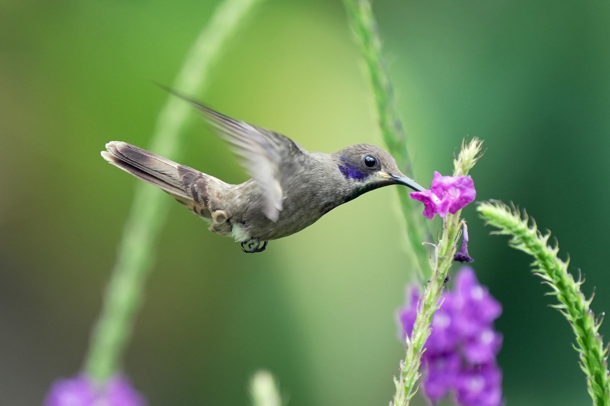 kolibřík fialovouchý - ML621210715