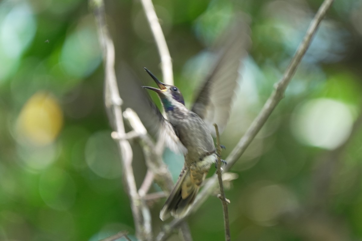 kolibřík fialovouchý - ML621210716