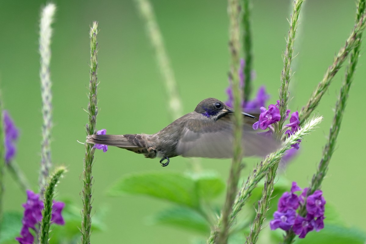 kolibřík fialovouchý - ML621210717
