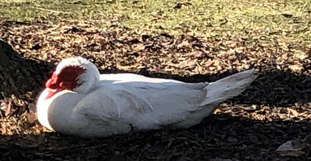 Muscovy Duck (Domestic type) - ML621210767