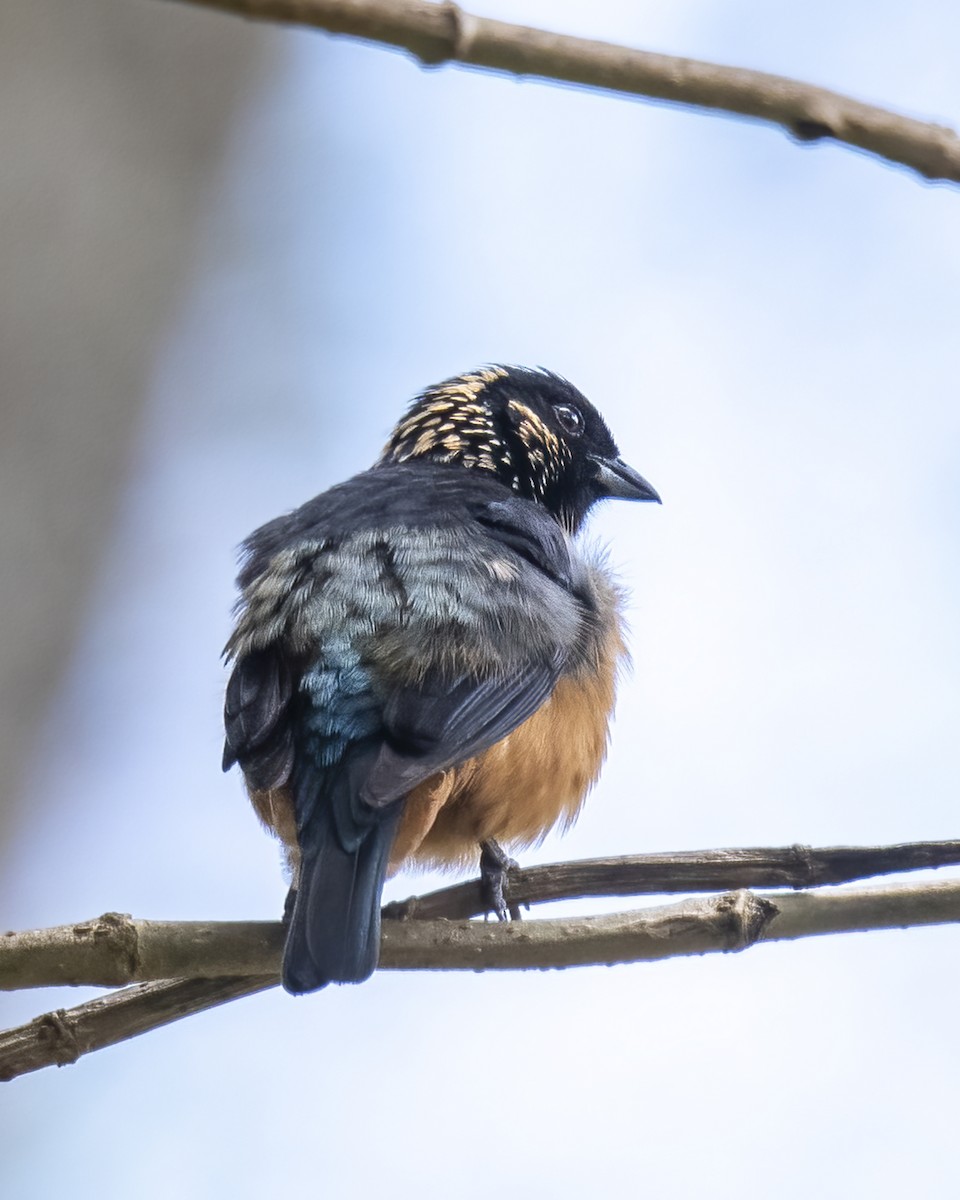 Spangle-cheeked Tanager - ML621210787