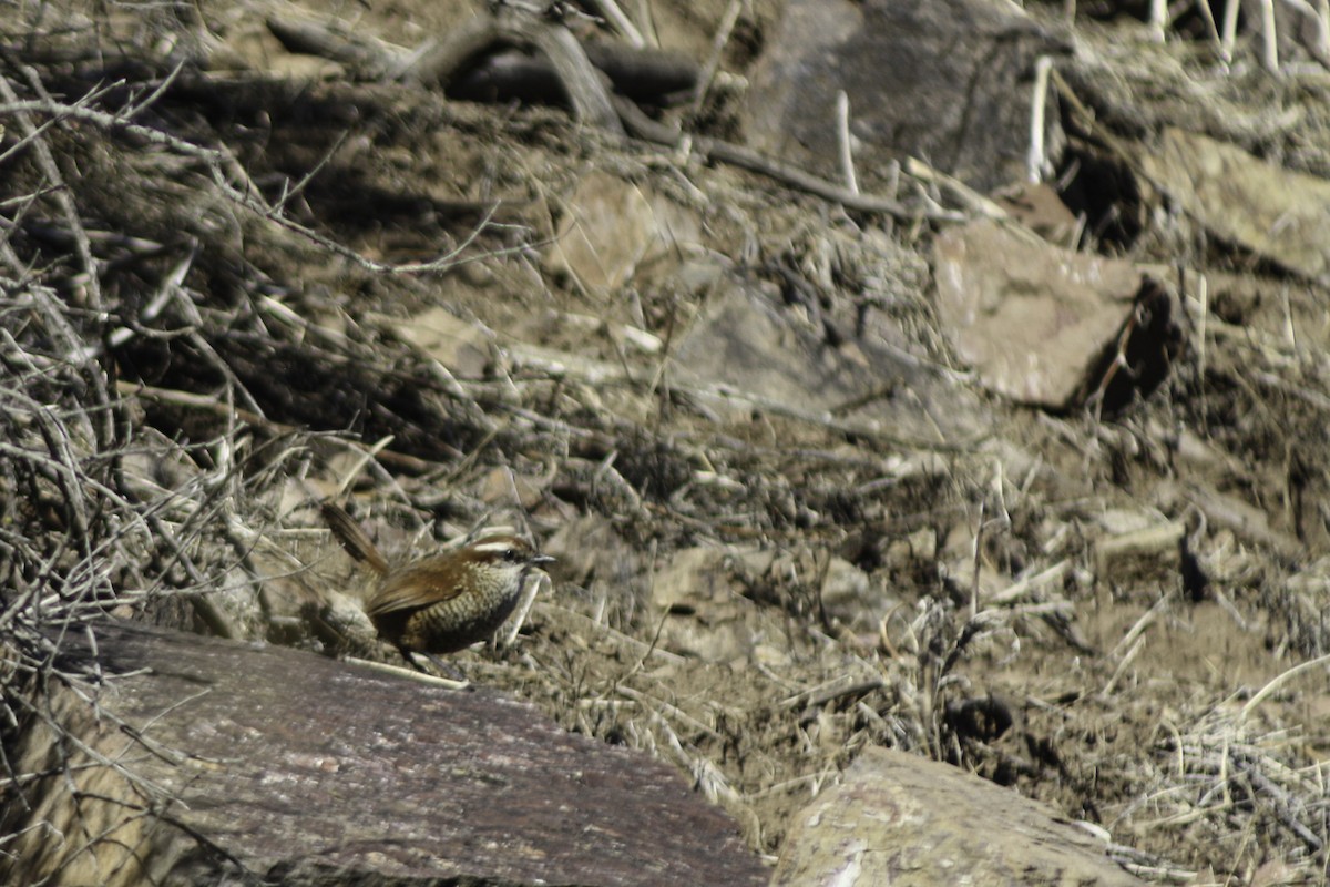 White-throated Tapaculo - ML621210861