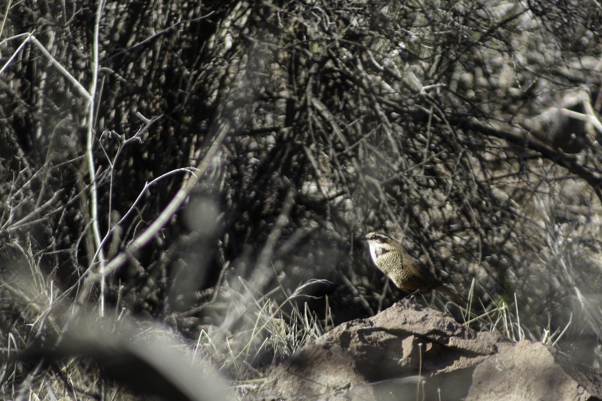 White-throated Tapaculo - ML621210862